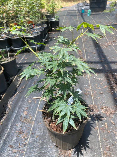 Acer palmatum 'Rikuzen shidare' Weeping Japanese Maple - Maple Ridge Nursery